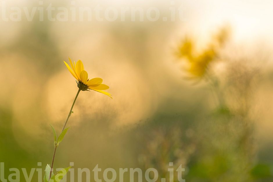 to remember all those who went on