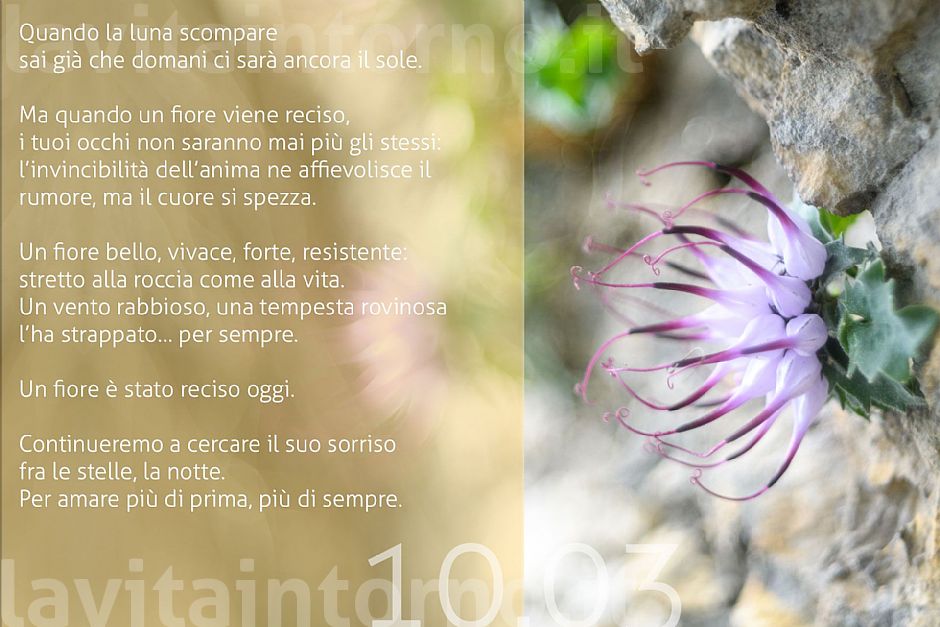 un fiore  stato reciso oggi