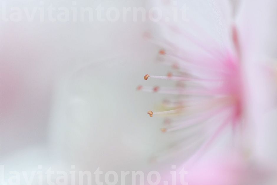 La primavera nel cuore (2021#3)