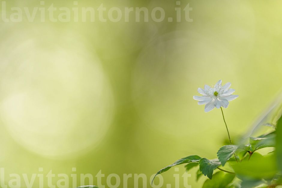 La primavera nel cuore (2021#5)