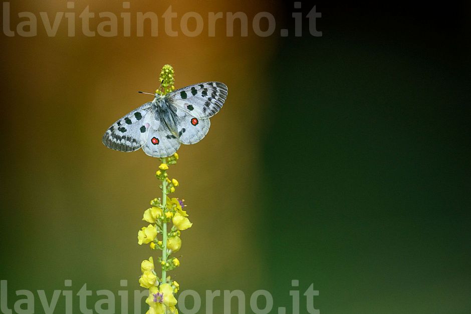 pronta a spiccare il volo / ready to fly