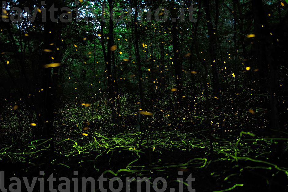 accendi la notte / light up the night