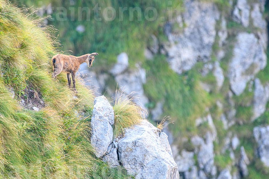 qualcosa di nuovo sul Grappa