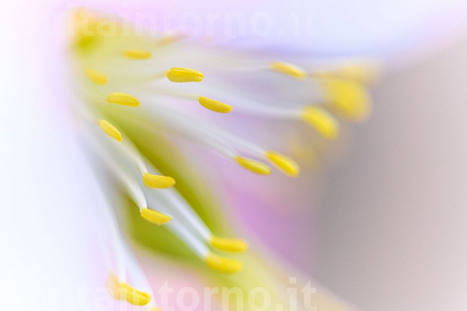 si vestono, i fiori...