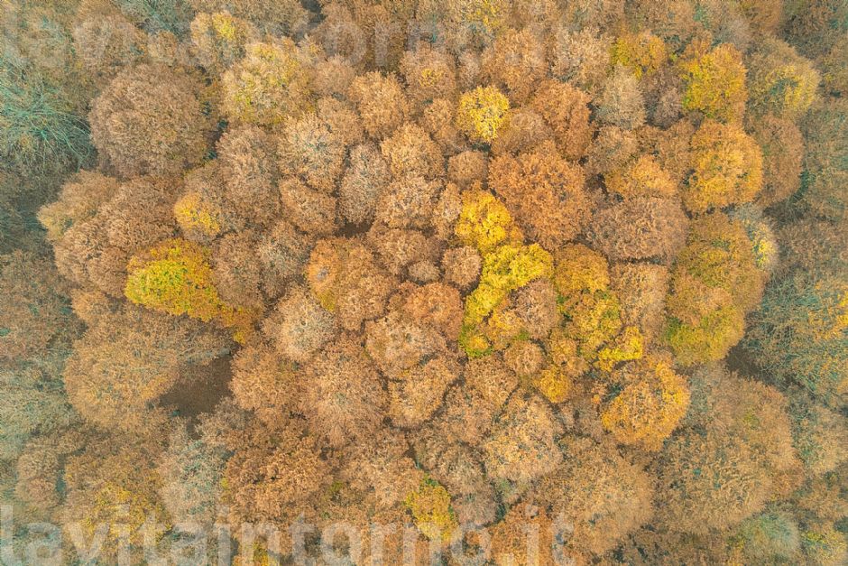 Come alveoli di un grande polmone