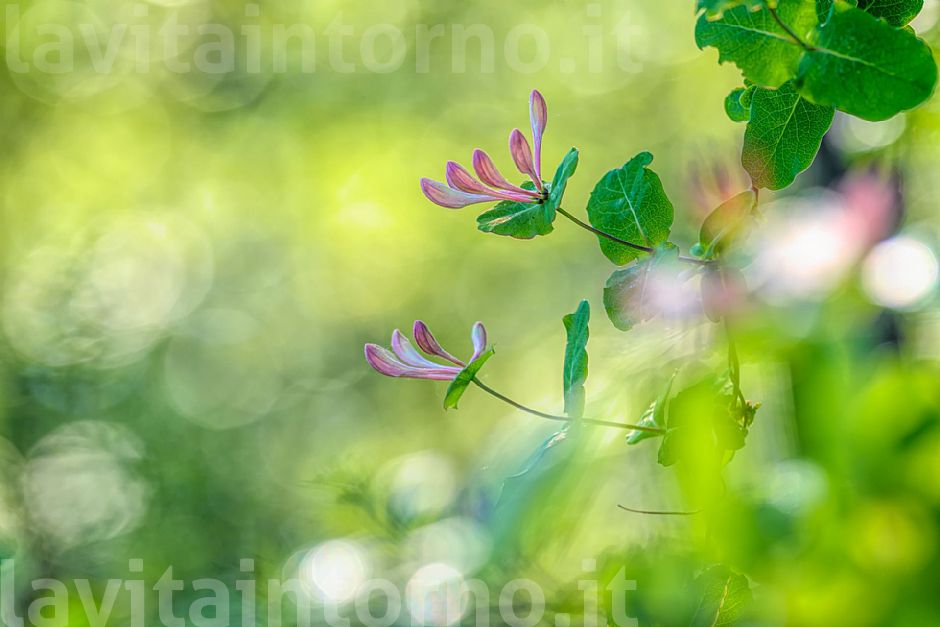 L'abbbracciaboschi, o meglio, il Caprifoglio