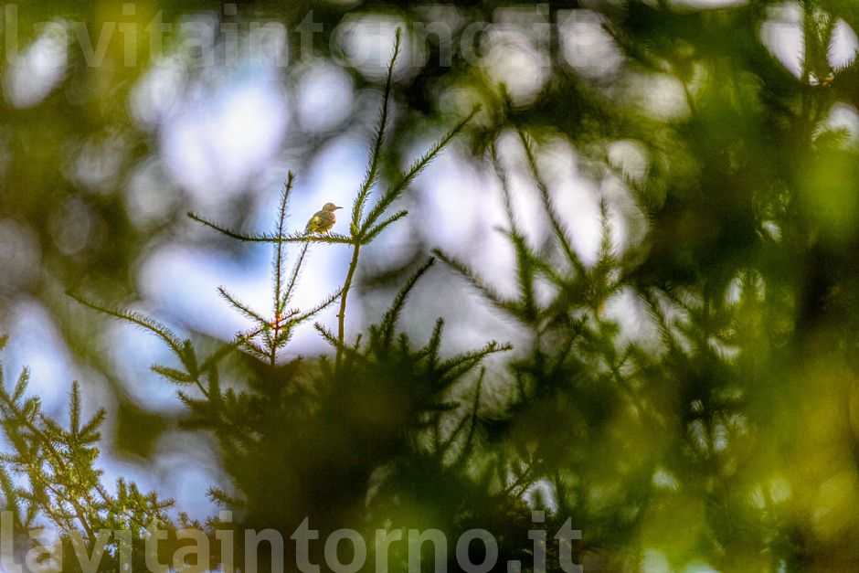Prendi la via del bosco
