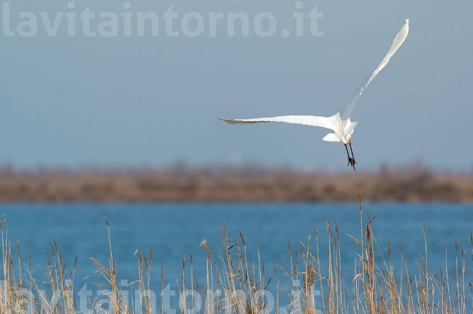 me ne vado, non amo che mi si stia intorno