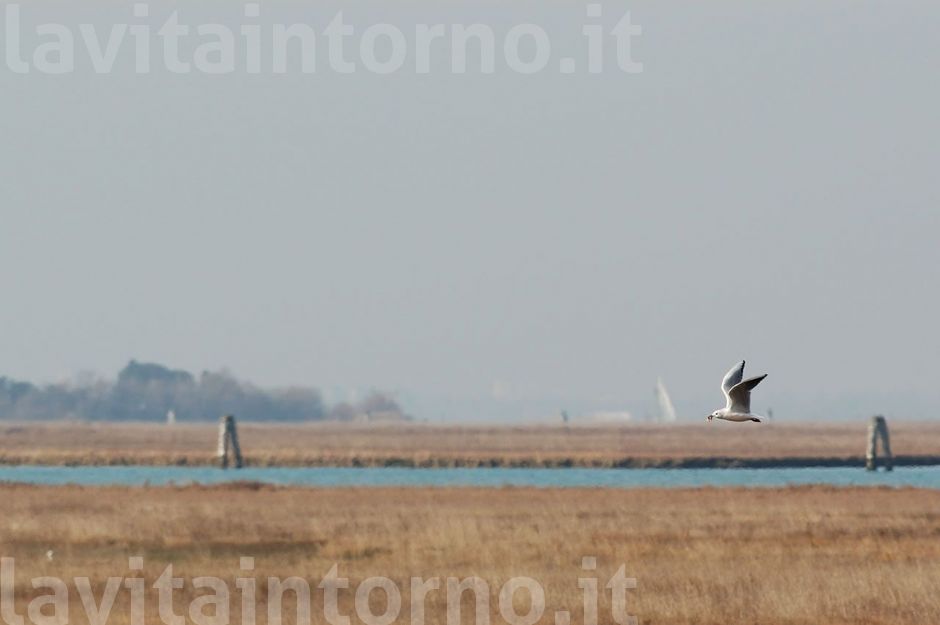 corro, mi stanno aspettando ...