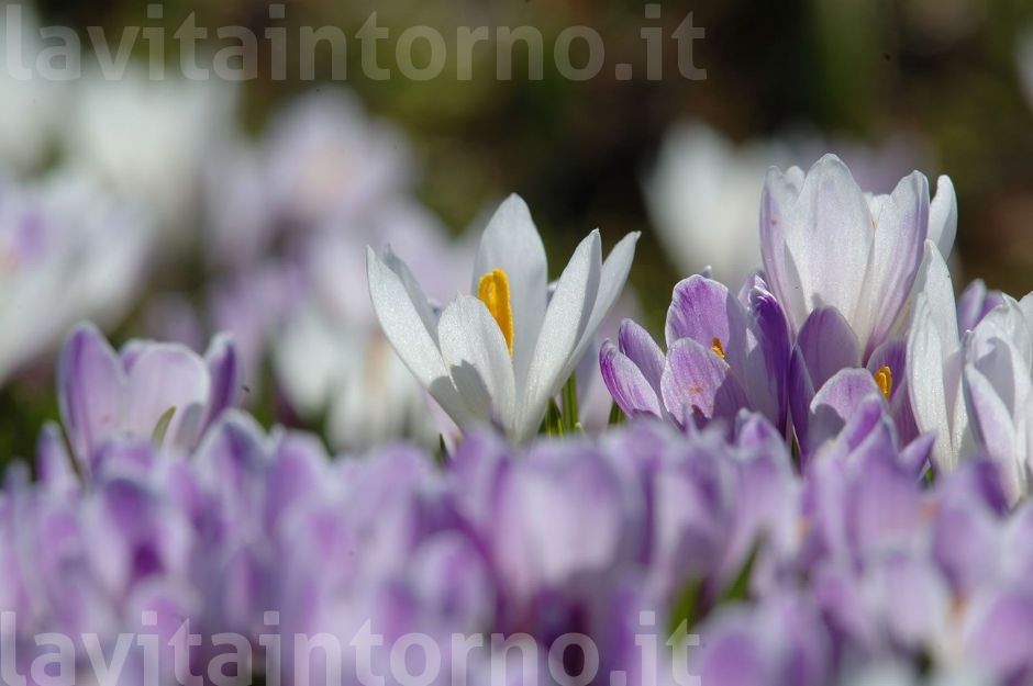 Crocus albiflorus