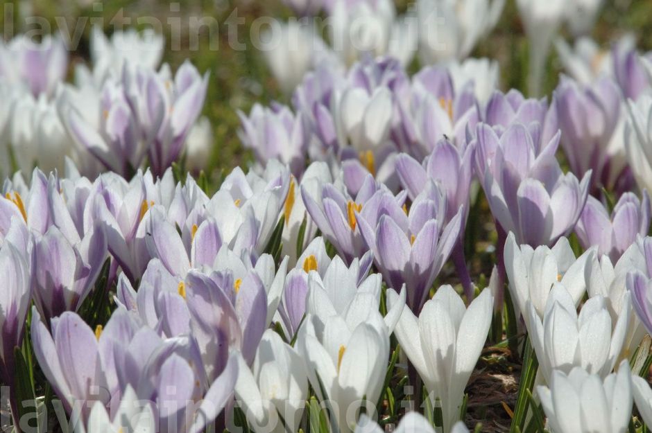 Crocus albiflorus #3