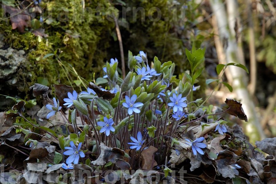 composizione floreale spontanea