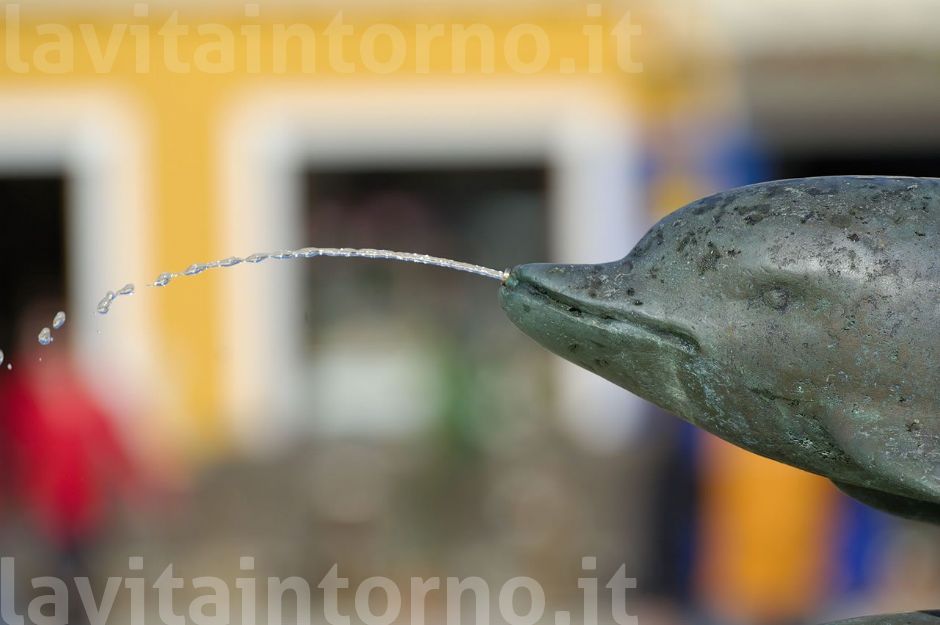 delfino irrispettoso