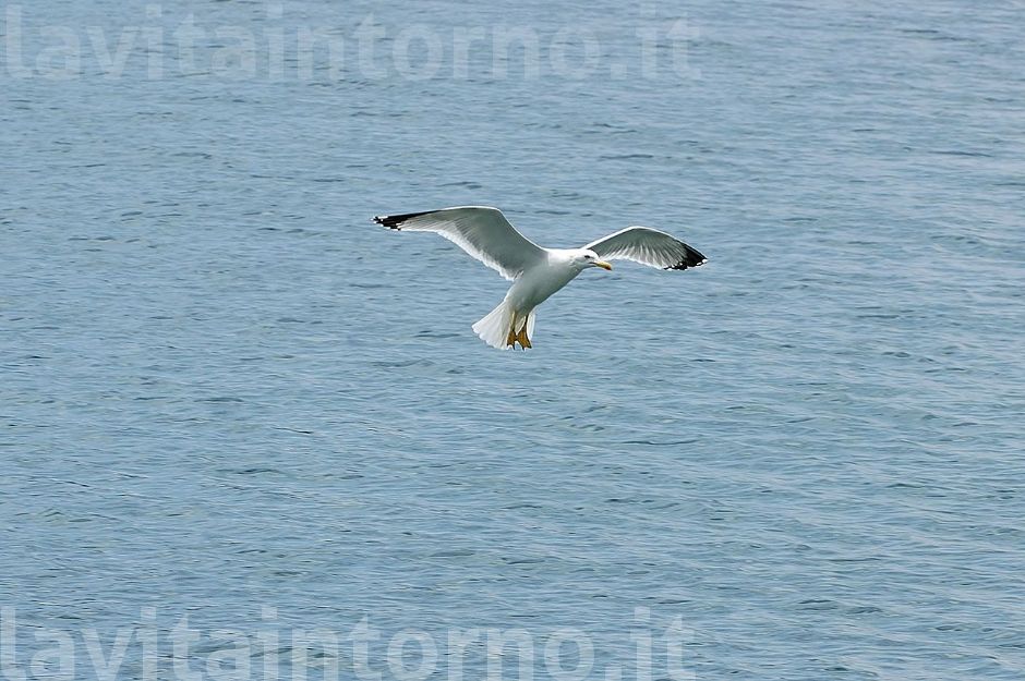 in volo