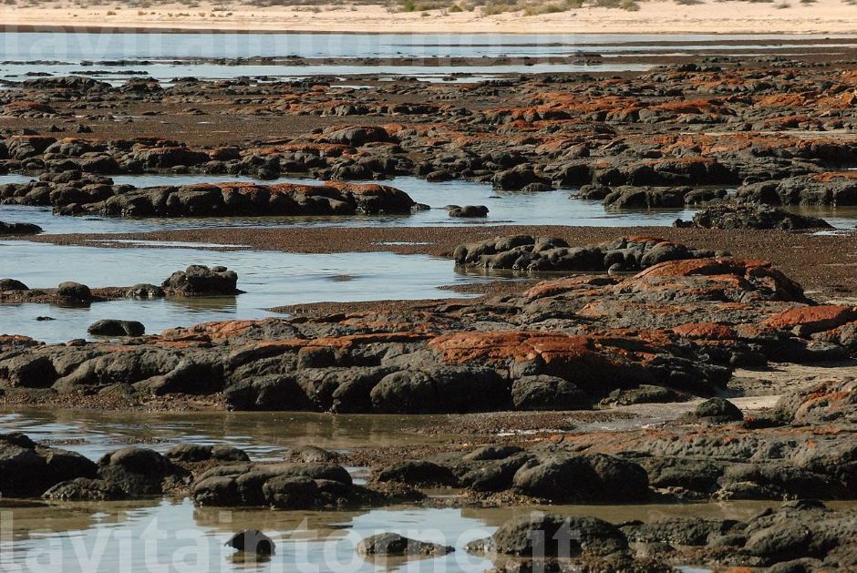 stromatolites ... prime testimonianze della vita