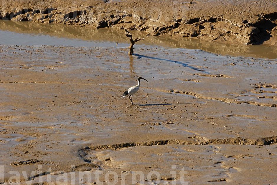 La marea si ritira ...