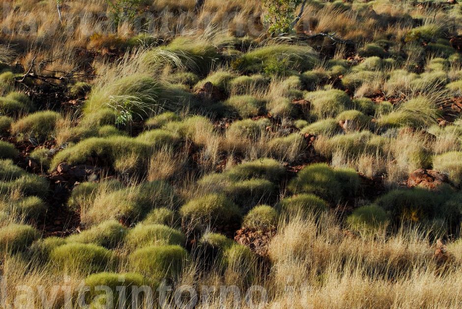 Spinifex #3