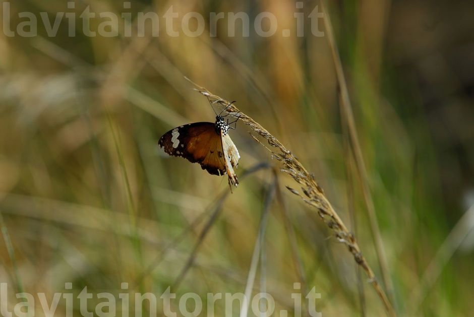 Australian Butterfly