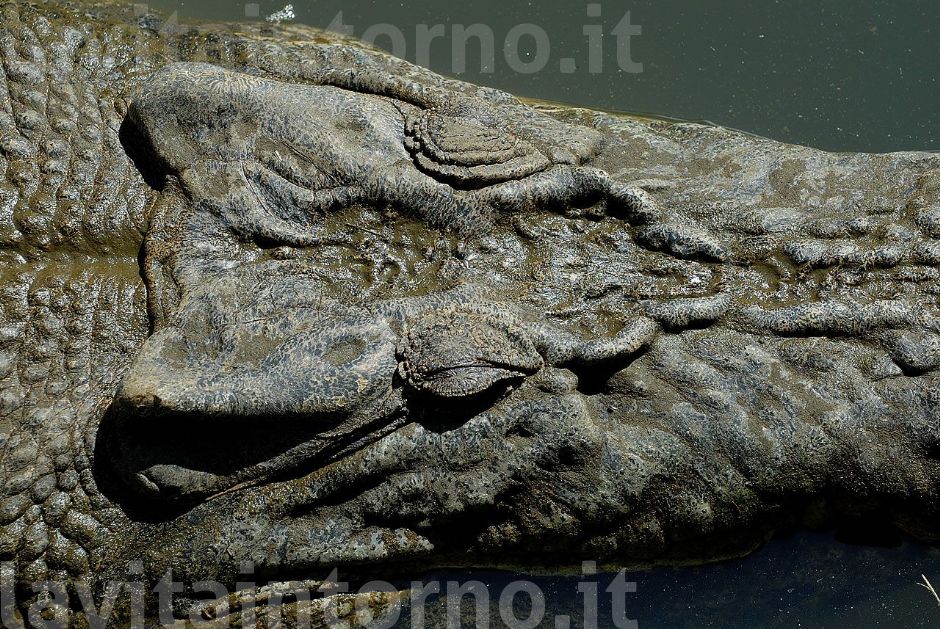 a saltwater crocodile ...