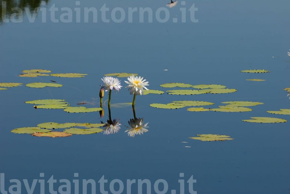 Kakadu National Park: in the billabong