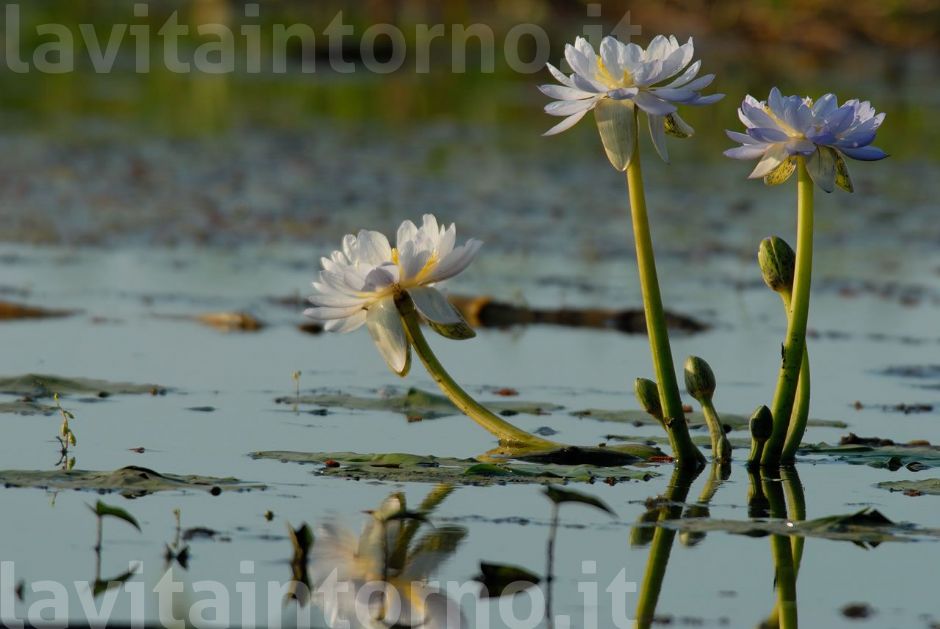 in the yellow river's rivers #2