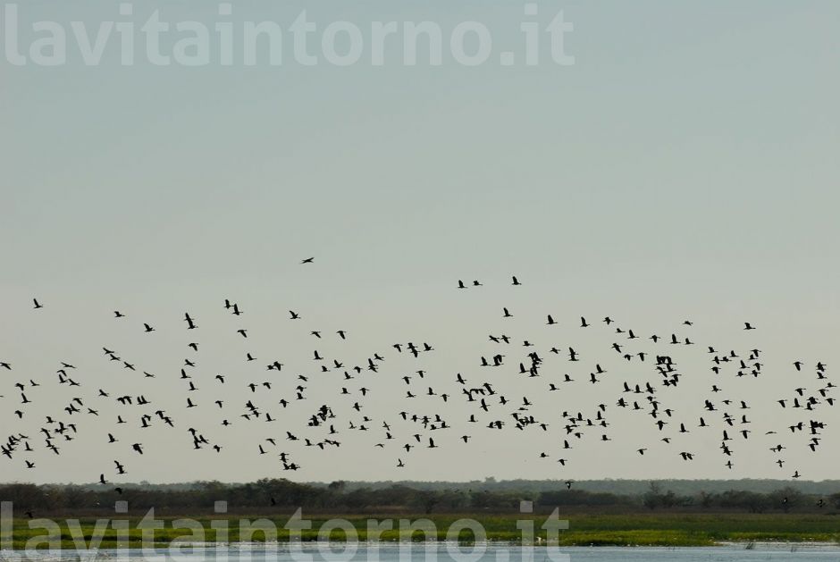 life over the billabong