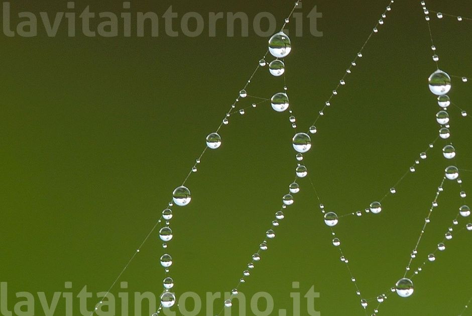 senza il ragno ... #2