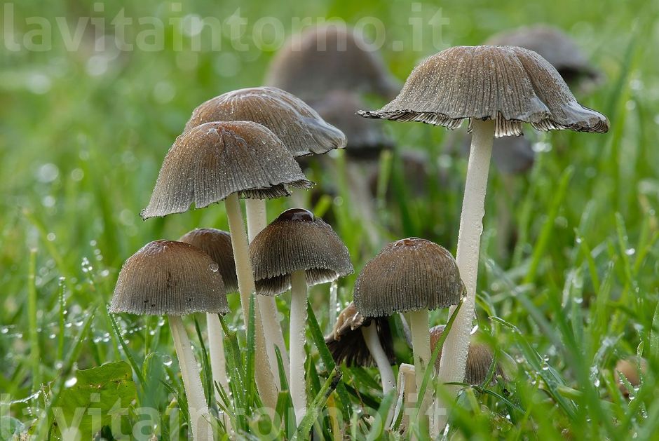   ... poi li riabbasso