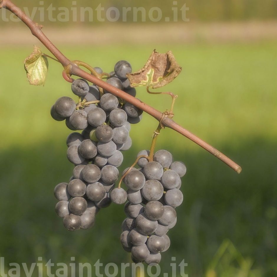 ricordo di fine estate