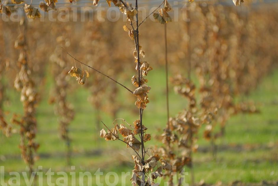 inequivocabili segnali di un inverno alle porte