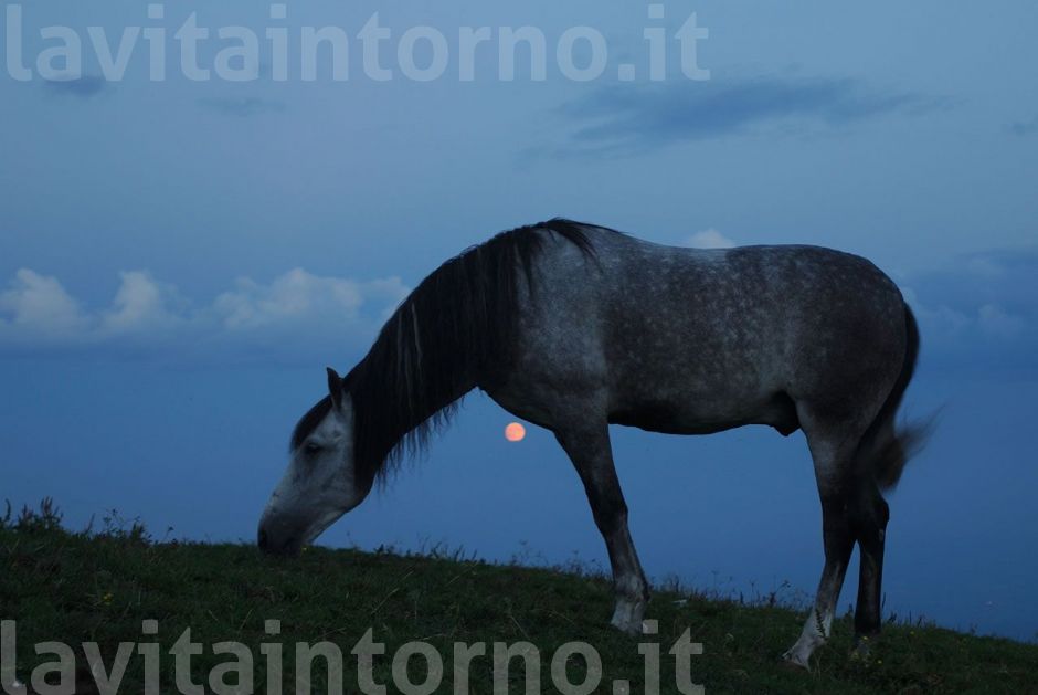 a cavallo della luna