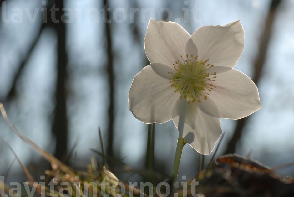 rosa di natale, Elleboro Helleborus niger