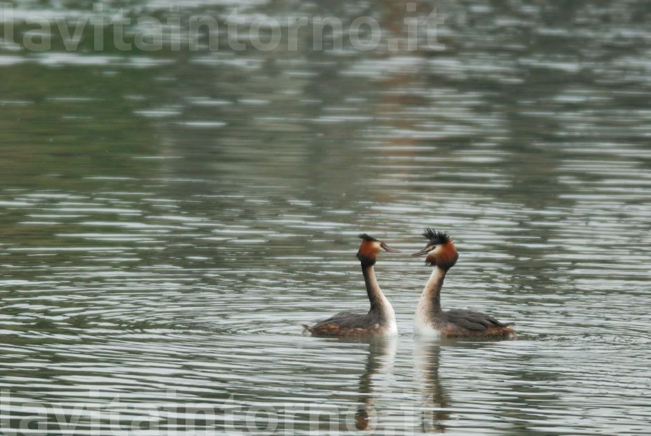 due piccioncini ... ehmmm ... svassi!