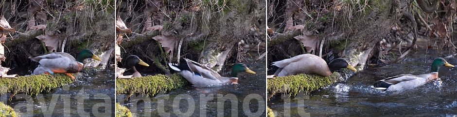 salto della quaglia ... ops, del germano