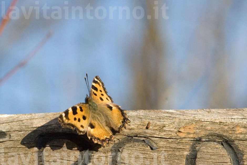 un segno sul ... percorso.