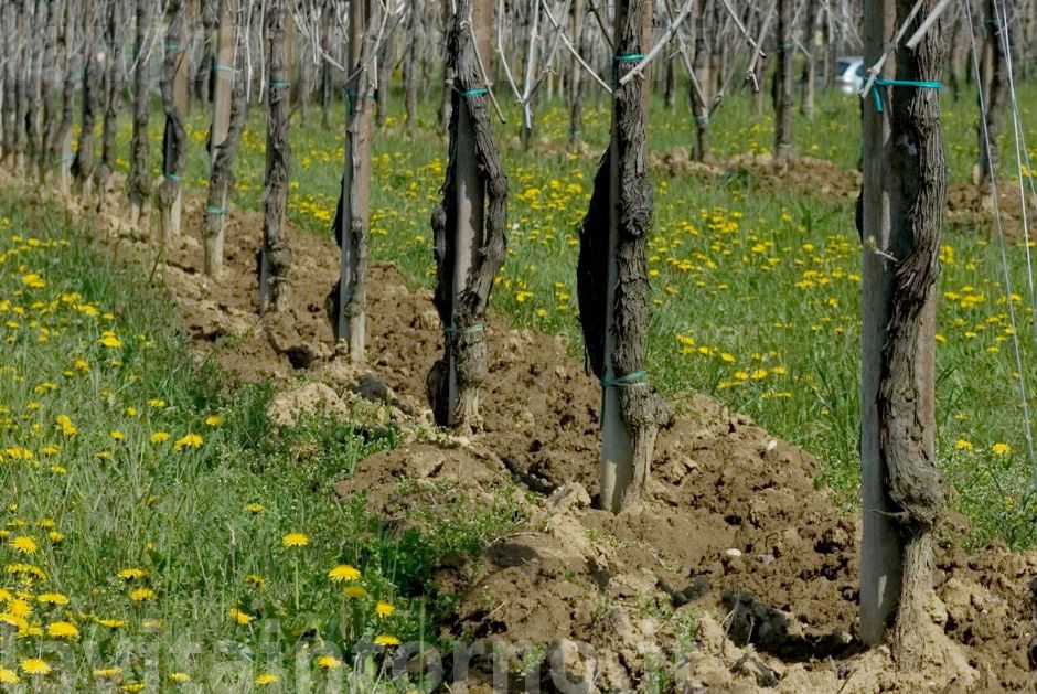 si preparano le vigne