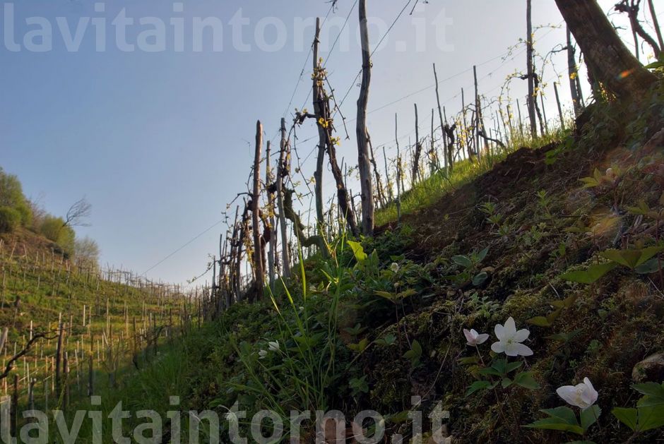 risveglio in collina