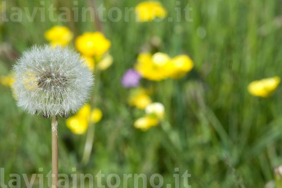 quel che resta della pasquetta