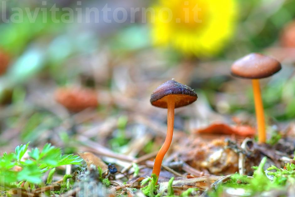 lungo il sentiero #2