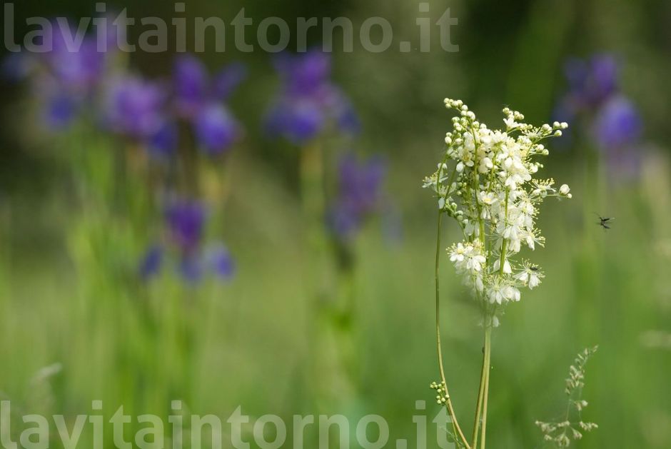 ai pal� di Sernaglia