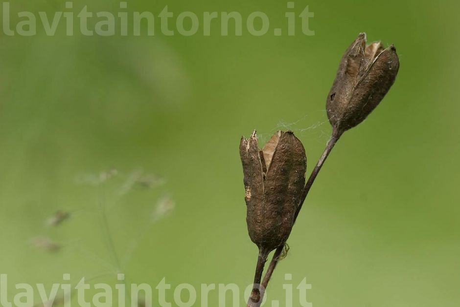 ai pal di Sernaglia #2