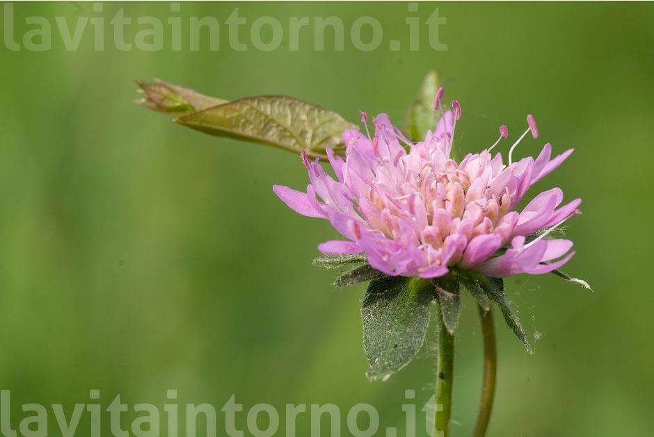 ai pal di Sernaglia #3