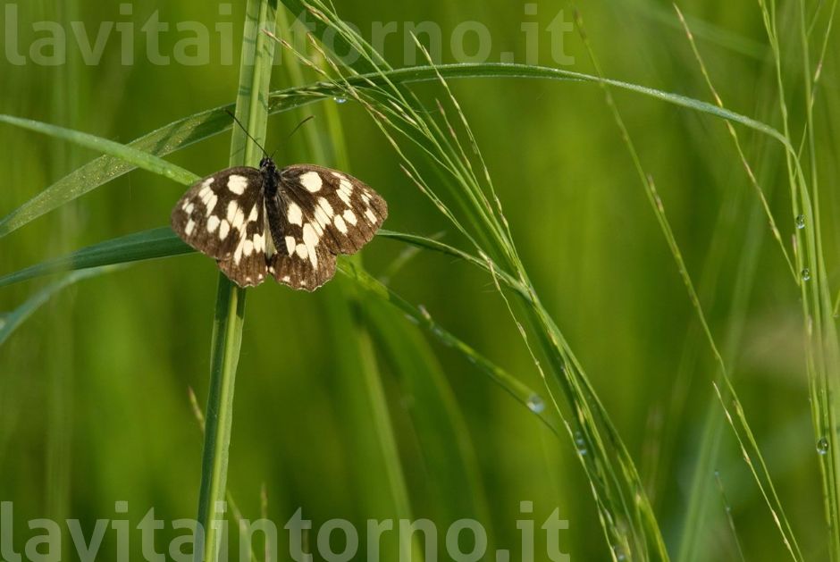 una piccola, piccola sosta