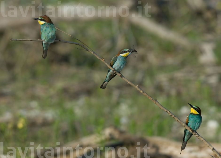 trio familiare