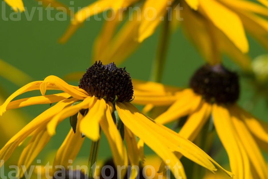 lunghezza d'onda fra 565 e 590 nanometri