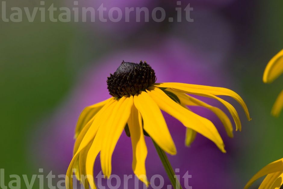 ... e il suo complementare