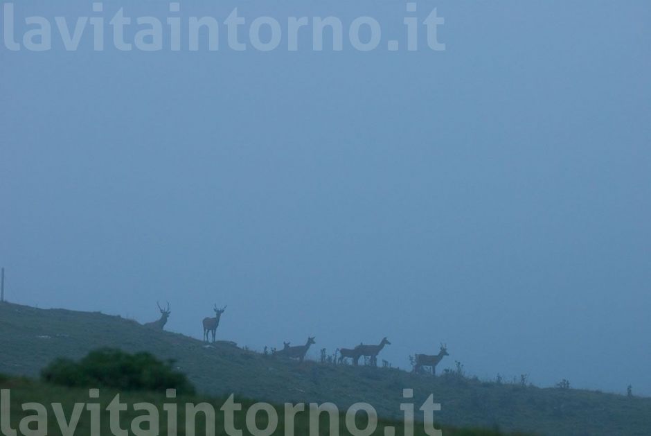 reciproco avvistamento