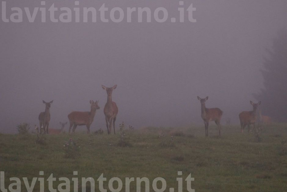 reciproco avvistamento #2