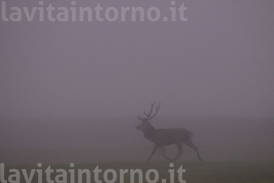 fuga nella nebbia