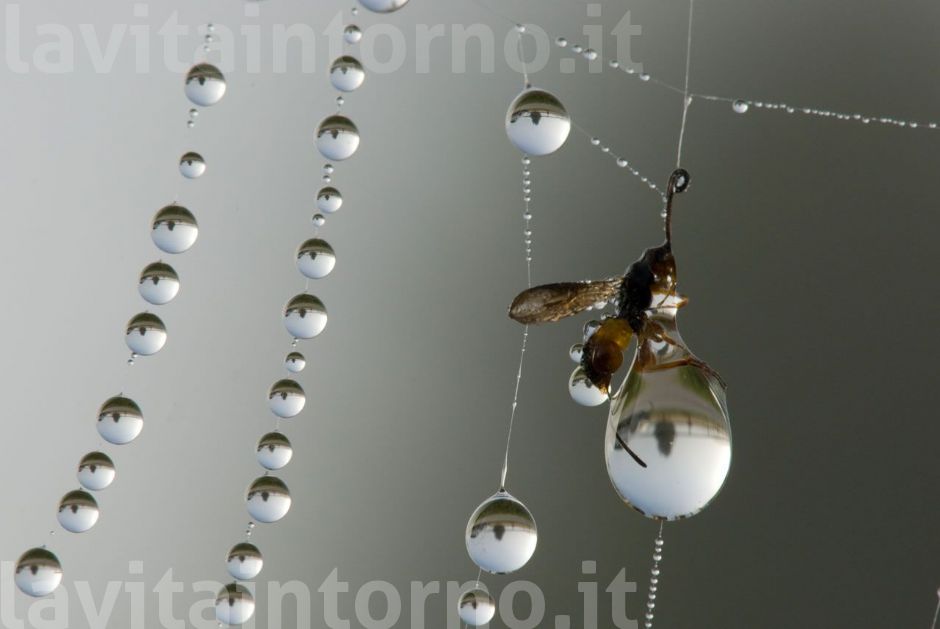 ricordando Jurassic Park